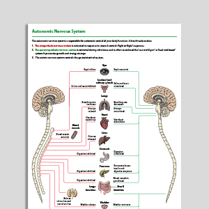 Autonomic Nervous System