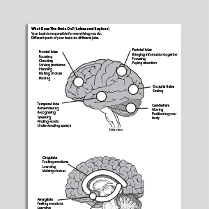 What Does The Brain Do? (Lobes and Regions)