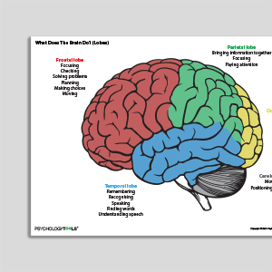 What Does The Brain Do? (Lobes)