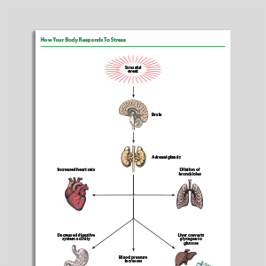 How Your Body Responds To Stress