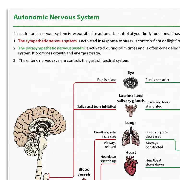 Psychology Tools resource: Autonomic Nervous System