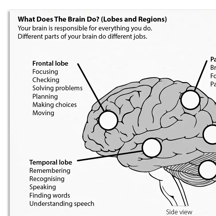 Psychology Tools resource: What Does The Brain Do? (Lobes and Regions)