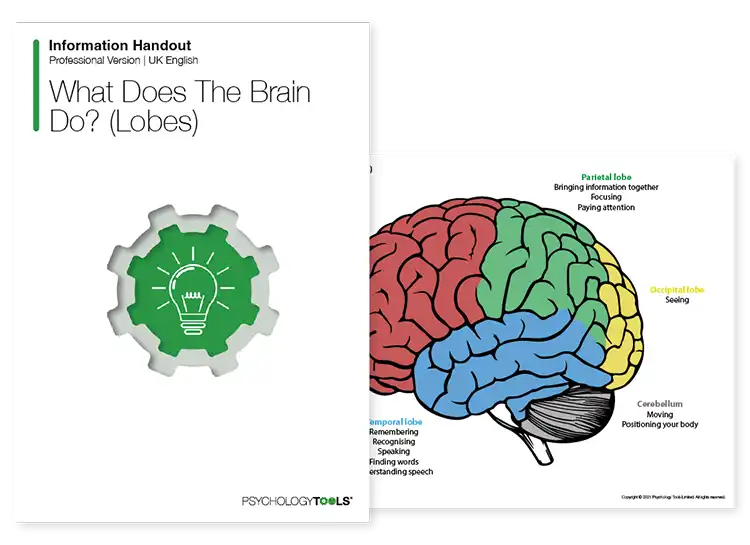 Psychology Tools resource: What Does The Brain Do? (Lobes)