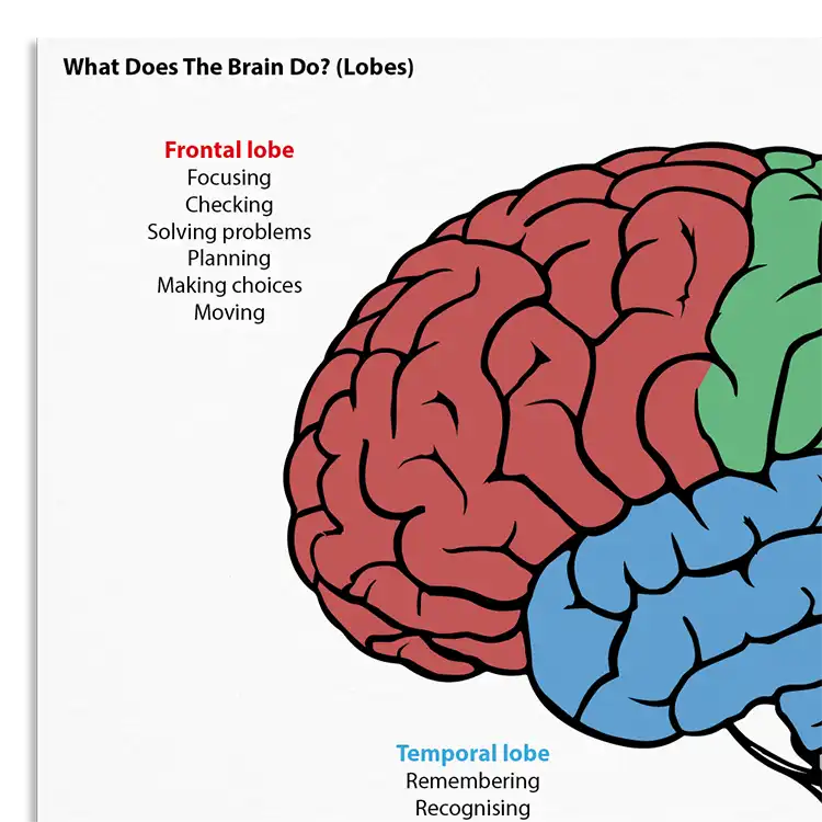 Psychology Tools resource: What Does The Brain Do? (Lobes)